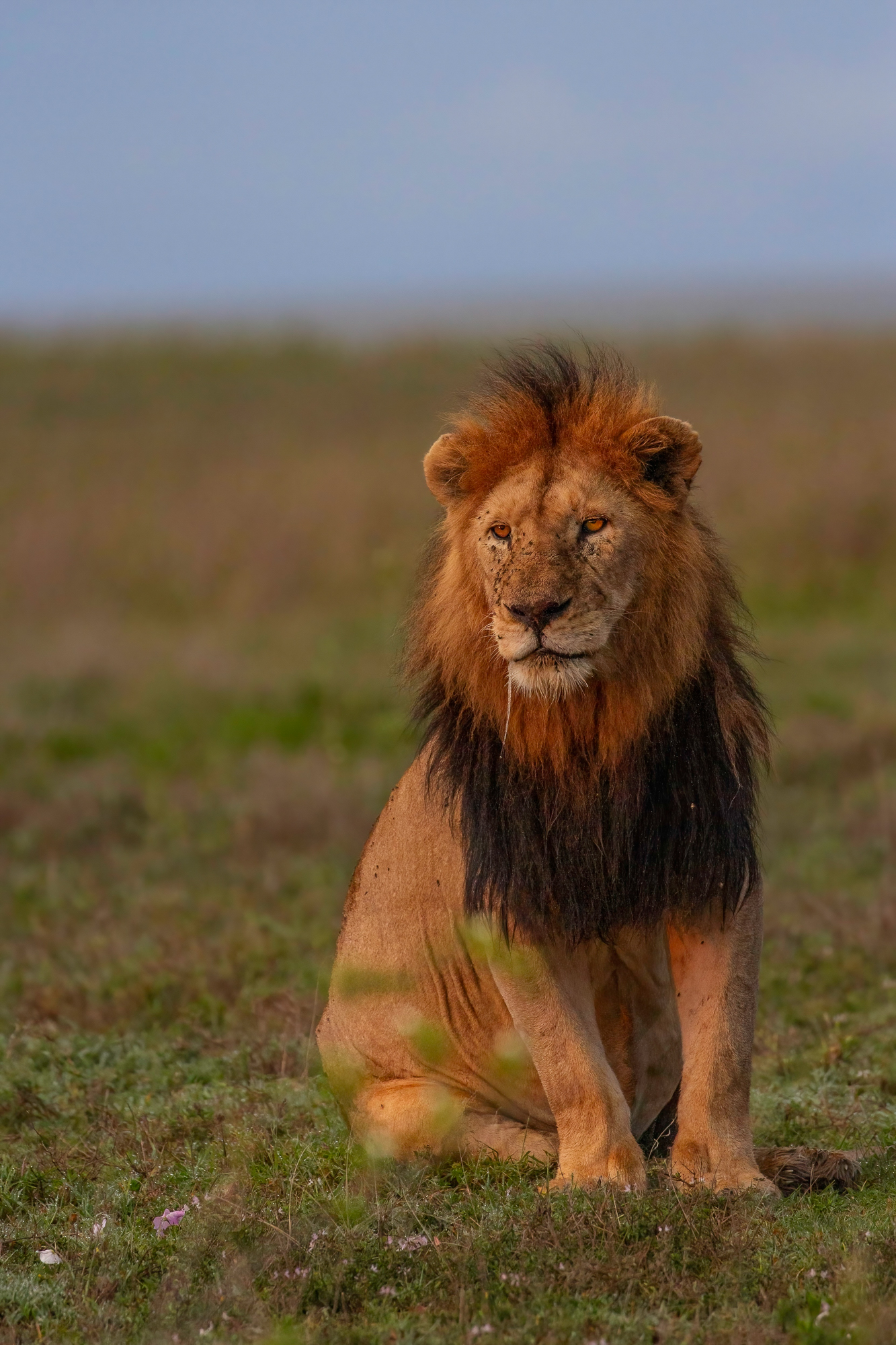 Family VIP Safari Adventure